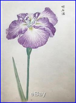 Antique Embossed Japanese Woodblock Print of Iris Flower Signed