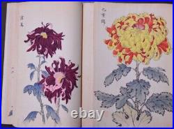 Antique Original Japan Woodblock Keika Hasegawa Chrysanthemum Flowers, 50 Prints
