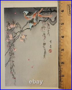 Birds on Cherry Blossoms, by Watanabe Shotei (Japanese Painter) Woodblock Print