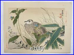 Japanese Woodblock Bird Print Kinseimeika-Kachogafu 12 Print 1899
