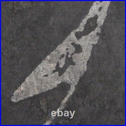 Japanese Woodblock Print Akiyama Iwao Habataki crow Signed Numbered Large Print