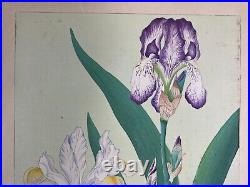 Japanese Woodblock Print IRIS Rakuzan 1931 Flower Vintage Original