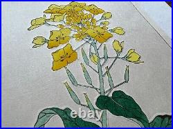 Japanese Woodblock Print Rape Blossom Kawarazaki Shodo Flower vintage original