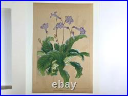 Japanese Woodblock Print STREPTOCARPHS Rakuzan Chigusa Soun Flower Vintage