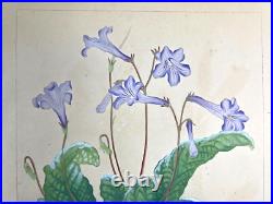 Japanese Woodblock Print STREPTOCARPHS Rakuzan Chigusa Soun Flower Vintage