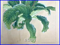 Japanese Woodblock Print STREPTOCARPHS Rakuzan Chigusa Soun Flower Vintage