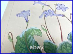 Japanese Woodblock Print STREPTOCARPHS Rakuzan Chigusa Soun Flower Vintage
