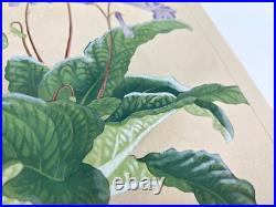 Japanese Woodblock Print STREPTOCARPHS Rakuzan Chigusa Soun Flower Vintage