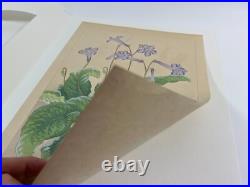 Japanese Woodblock Print STREPTOCARPHS Rakuzan Chigusa Soun Flower Vintage