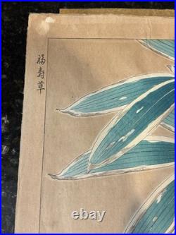 Kawarazaki Shodo Woodblock Print Fukujusou and Bamboo Adonis Flower 1st Edition