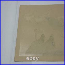 Shakuyuki Japanese Woodblock Print Quail Meiji-Taisho Authentic