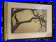 Signed_Woodblock_Print_1898_Plum_Tree_and_Blue_Magpie_by_Toshi_Yoshida_Framed_01_yo